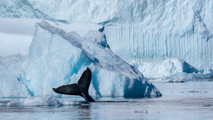 Humpback Whale, HX Expeditions, Antarctica