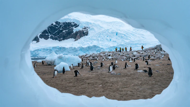 Penguins in Neko Harbour, HX Expeditions, Antarctica