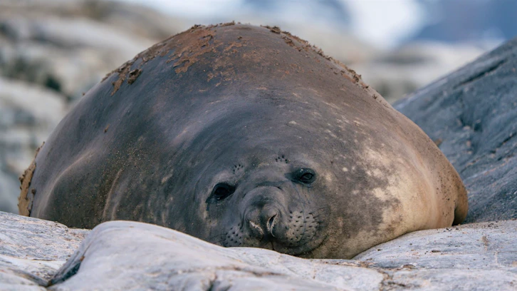 Elephant Seal on Petermann Island, HX Expeditions, Antarctica
