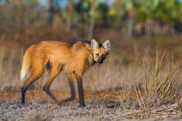 Maned wolf, Pousada Trijunção, Cerrado, Brazil