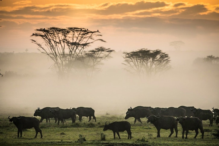 Buffalo herd, Solio Lodge, Laikipia, Kenya