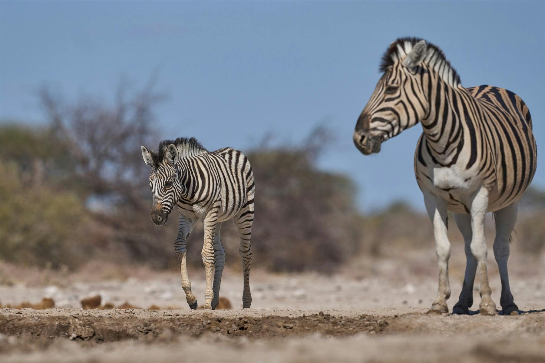 | Onguma Game Reserve, Etosha
