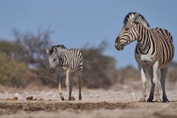 | Onguma Game Reserve, Etosha