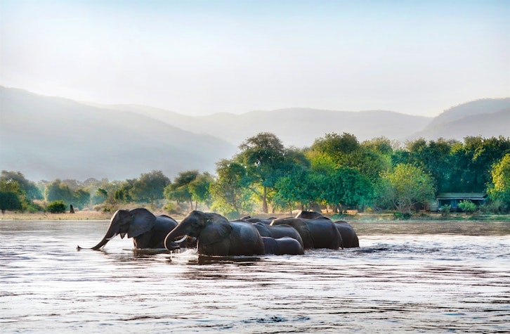 Elephants crossing in front of Chiawa camp