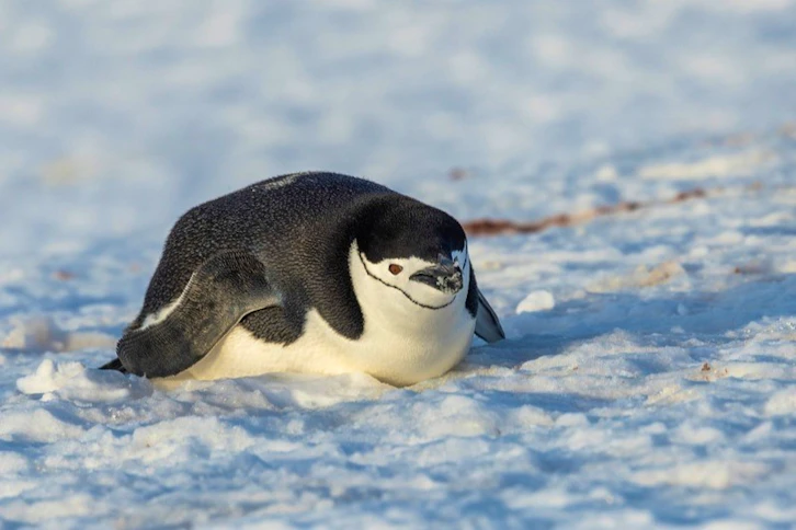 Chinstrap penguin, AE Expeditions, Antarctica