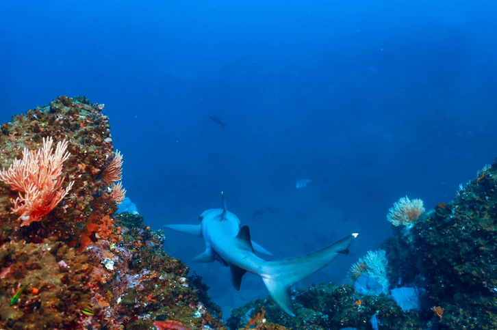 Snorkelling, Corcovado Wilderness Lodge by SCP, Costa Rica