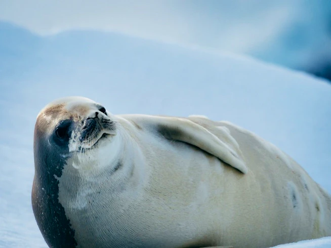 Crabeater Seal, AE Expeditions