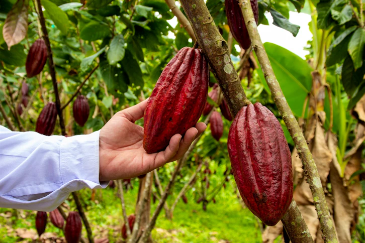 Cacao Tour, Casa Rivera del Cacao Hotel, The Coffee Region, Colombia