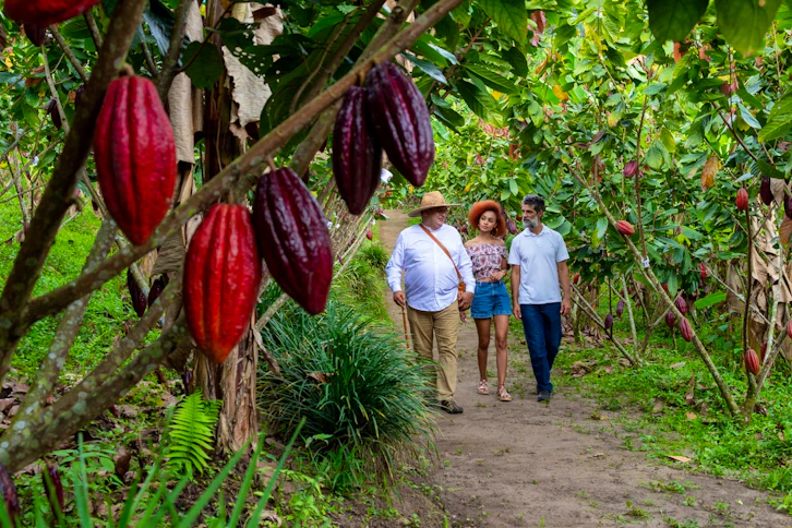 Cacao Tour, Casa Rivera del Cacao Hotel, The Coffee Region, Colombia