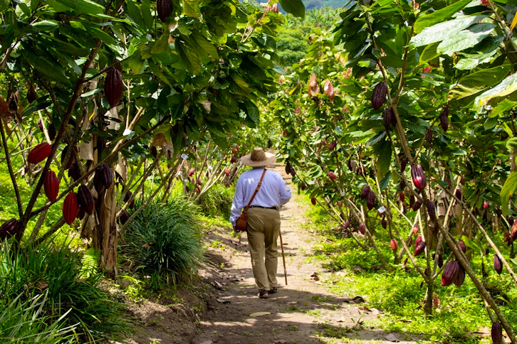 Cacao Tour, Casa Rivera del Cacao Hotel, The Coffee Region, Colombia