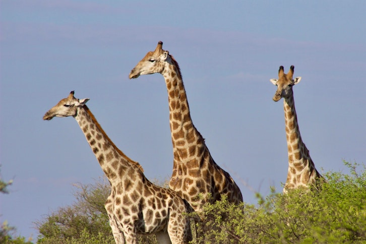 Game drive, Dinaka, Botswana