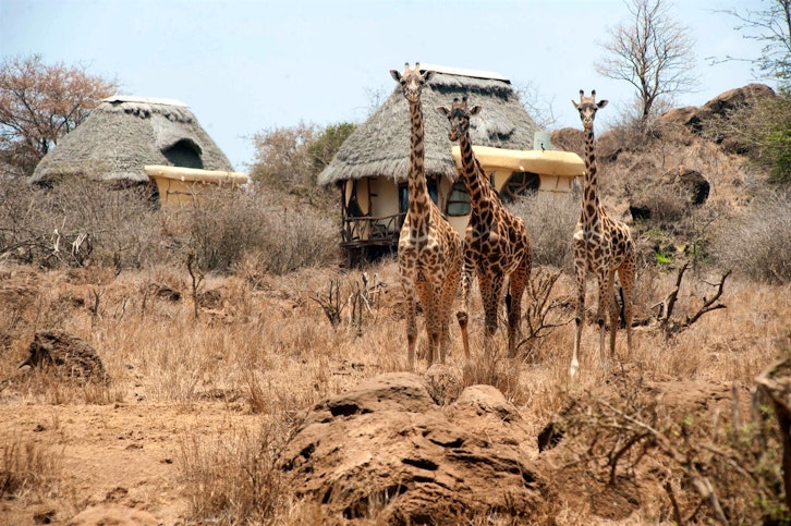 Tower of Giraffe, Elerai Camp, Amboseli, Kenya