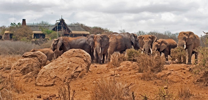 Elephants, Elerai Camp, Amboseli, Kenya