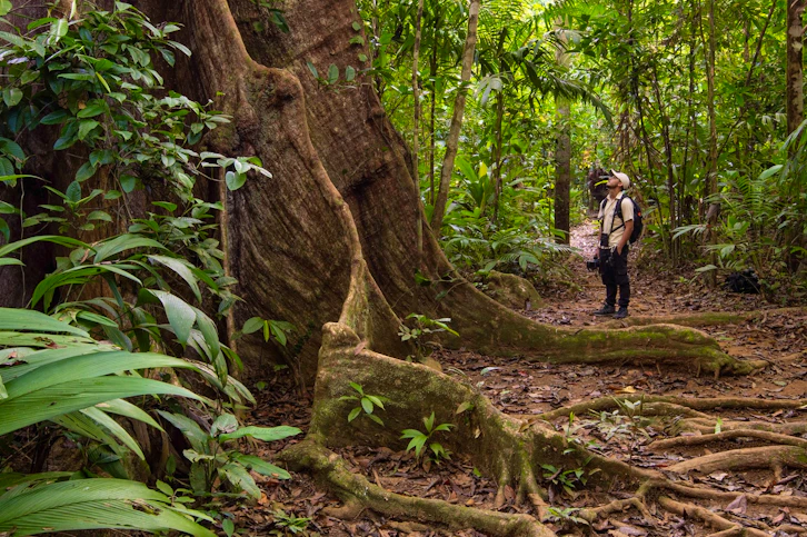 Forest Walk, Corcovado Wilderness Lodge by SCP, Costa Rica