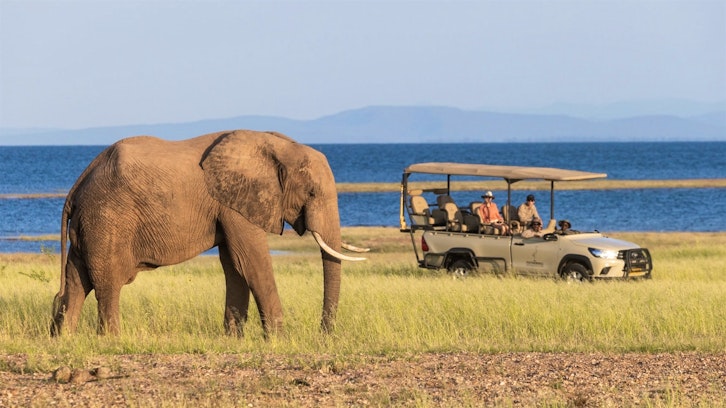 Elephant, Fothergill Island, Zimbabwe