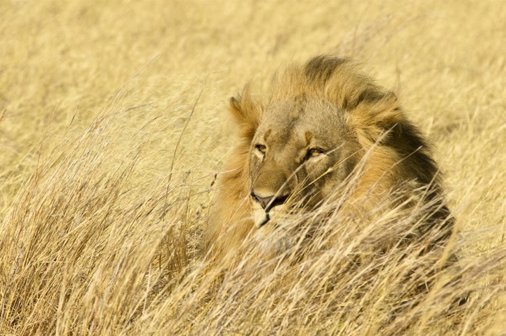 Lion, Fothergill Island, Zimbabwe