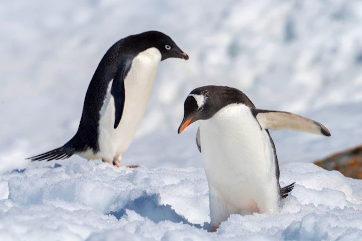 Antarctic Peninsula In Depth