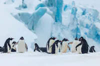Gentoo penguins, AE Expeditions, Antarctica