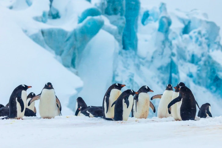 Gentoo penguins, AE Expeditions, Antarctica