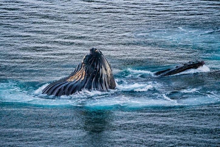 Humpback whale, AE Expeditions, Antarctica