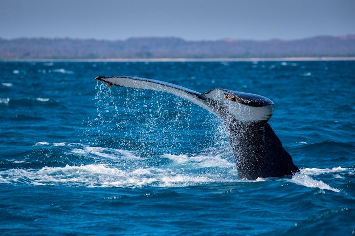 Humpback whale by David Pattyn 