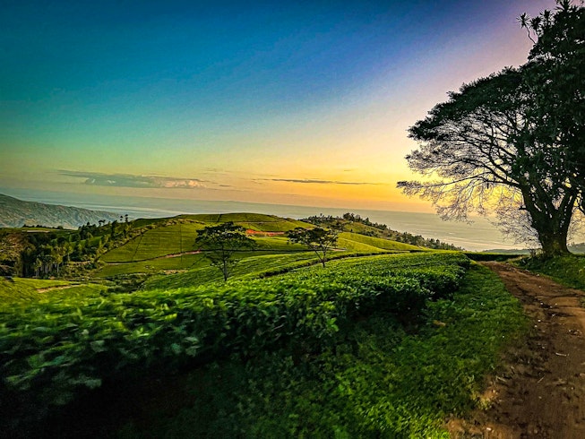 Satemwa Tea Estate