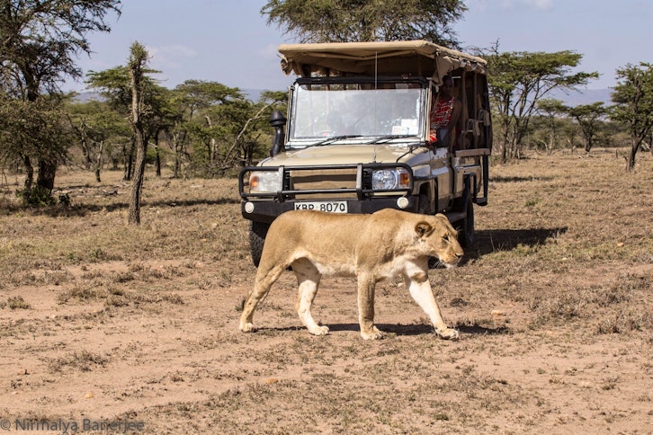Game Drive, Porini Cheetah Camp, Masai Mara, Kenya