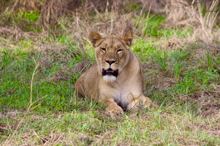 Kalahari lion, Dinaka, Botswana