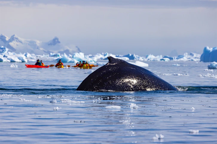 Kayaking with a Whale, Polar Latitudes, Antarctica