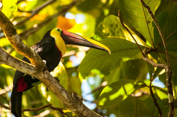 Toucan, Lapa Rios, Osa Peninsula, Costa Rica