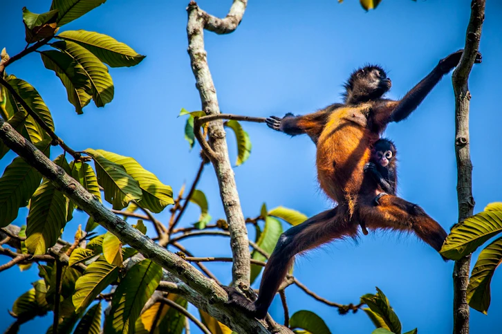 Monkeys, Lapa Rios, Osa Peninsula, Costa Rica