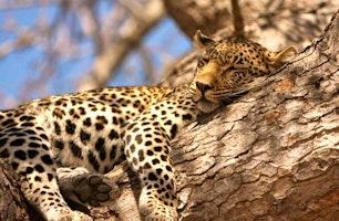 Cape Town, Safari & Victoria Falls