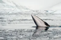 Minke whale, AE Expeditions, Antarctica