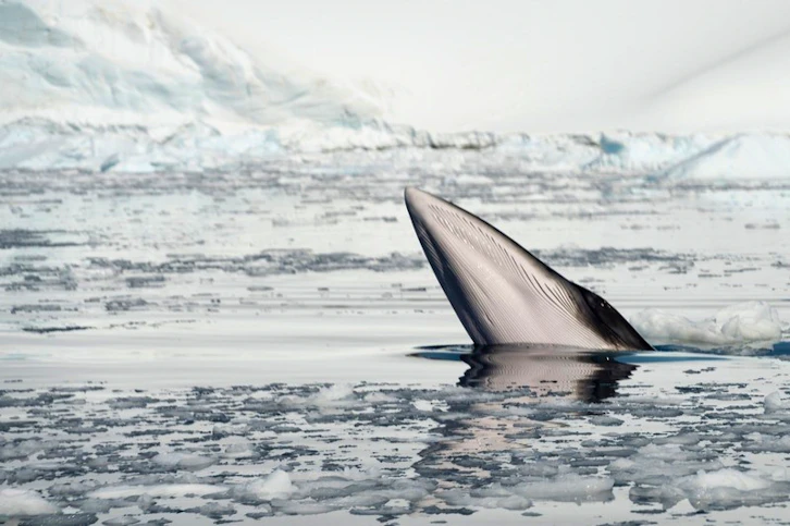Minke whale, AE Expeditions, Antarctica