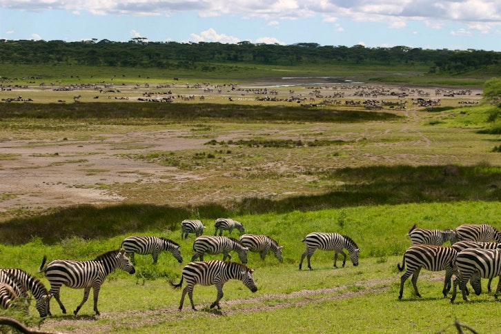 Wildlife, Ndutu Lodge, Serengeti, Tanzania