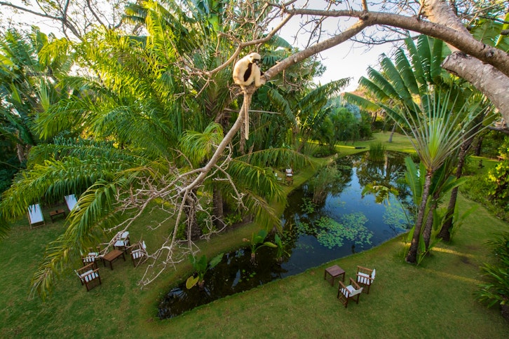 The Oasis Garden with (endangered) Coquerel's sifaka looking on