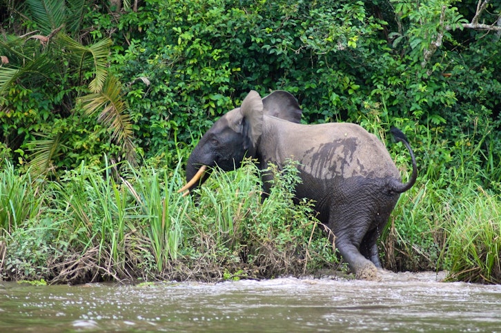 Congo Explorer & Gorillas