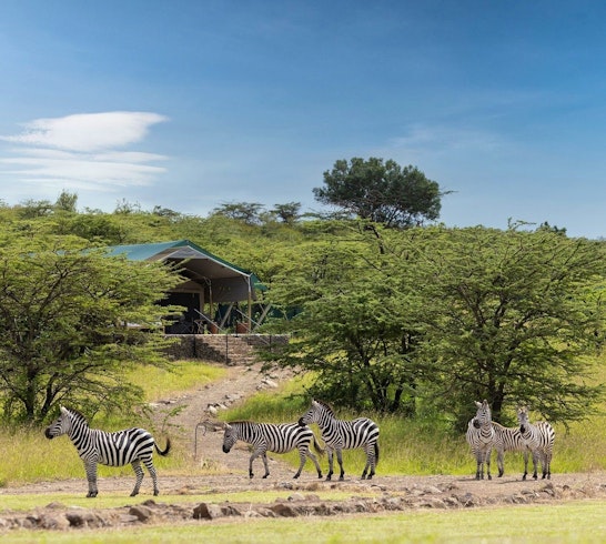 Zebra in Camp, Offbeat Ndoto Camp, Masai Mara, Kenya