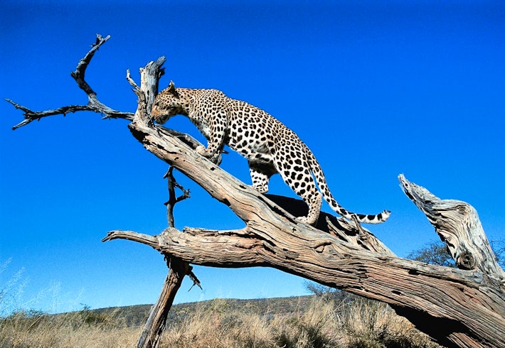 Okonjima Collection 6