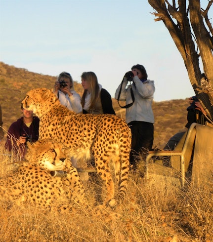 Okonjima Collection 5