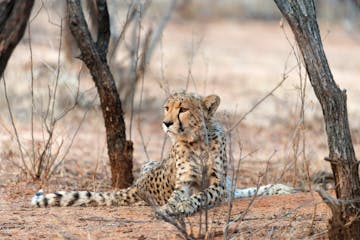| AfriCat Foundation, Okonjima