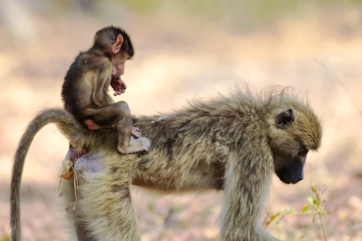 Okuti baboon, Moremi Game Reserve, Okavango Delta, Botswana