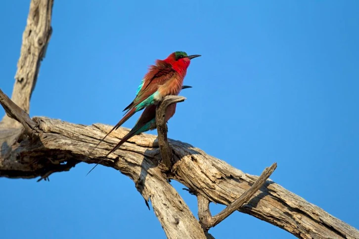 Okuti bee-eater, Moremi Game Reserve, Okavango Delta, Botswana