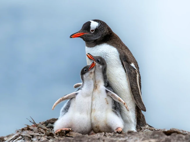 Penguin and chicks, Oceanwide Expeditions, Antarctica