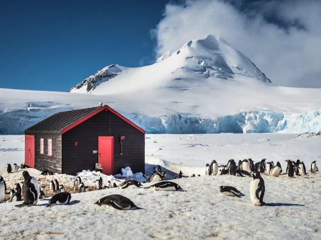 Penguins, Oceanwide Expeditions, Antarctica