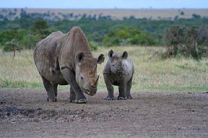 Black Rhino and Calf, Porini Rhino Camp, Laikipia, Kenya
