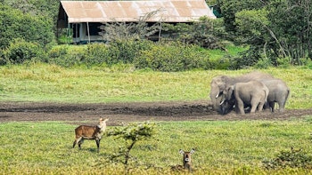 Porini Rhino Camp image 1