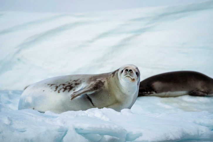 Seals on Horseshoe Bay, AE Expeditions, Antarctica