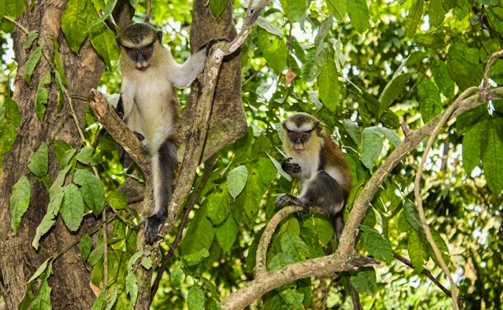 Ghana - Birds, Rare Mammals & Butterflies