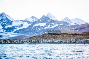 South Georgia & Antarctica Odyssey image 1